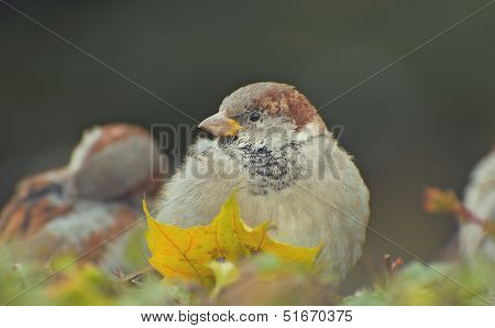 Sparrow