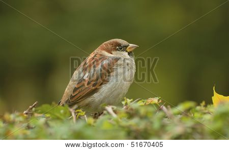 Sparrow