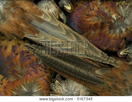 Featherdance