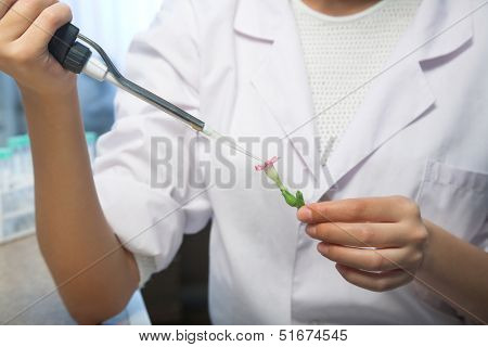 laboratory test with transgenic plant