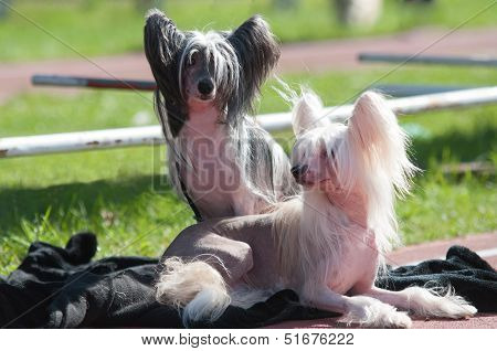 Chinese Crested Dogs