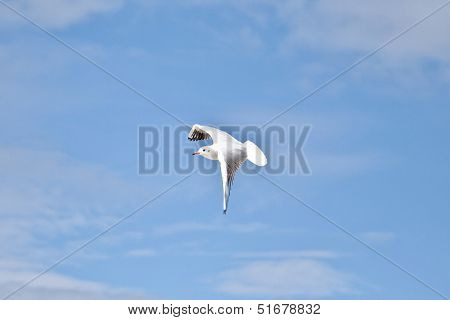 Seagull