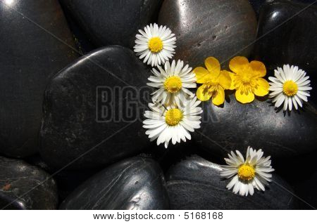 Daisy Flowers op zwarte stenen