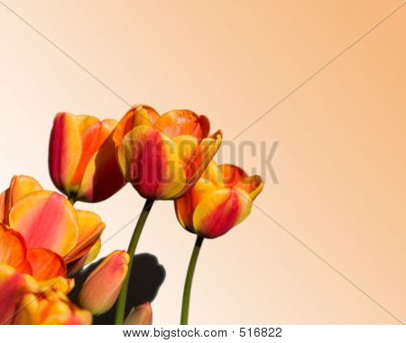 Tulipani arancioni e gialli sulla luce arancione