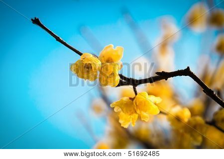 Wintersweet Twig