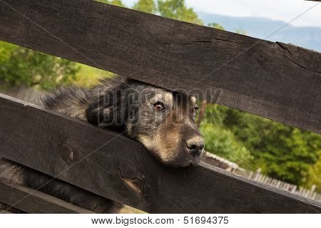 Sad dog behind the fence