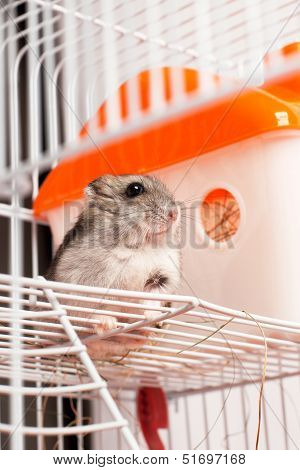 Djungarian hamster in a cage