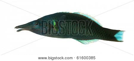 Side view of a Bird wrasse male, Gomphosus varius, isolated on white