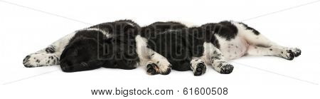 Stabyhoun puppies lying down together, resting, isolated on white