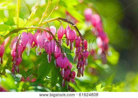 pink flowers of Dicentra