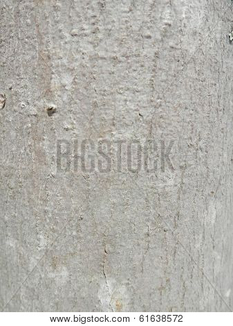 Smooth light bark