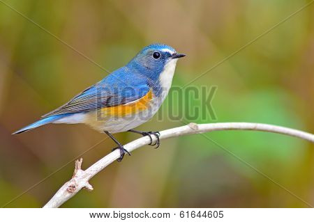 Red-flanked Bluetail Bird