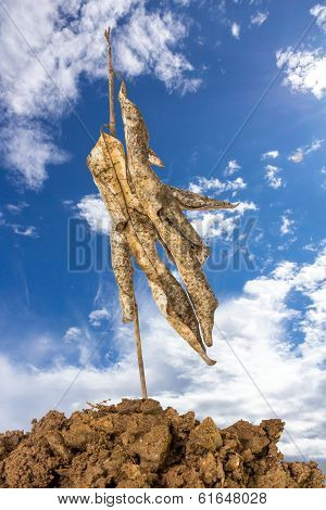 Tree Dried On A Ground