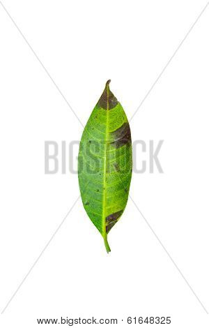 Dry Leaves On A White Background