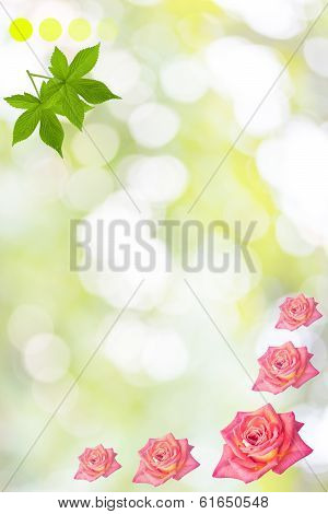 Rose Elegant Background With Flowers