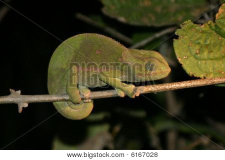 Cameleon on a Stick