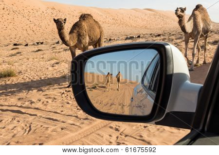 Camels in a side view mirror