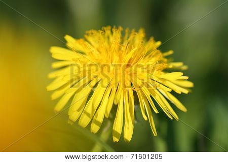 dandelion