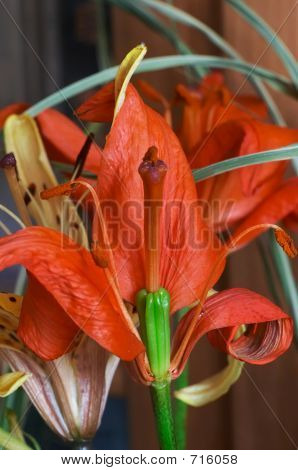 Düşmüş Lily