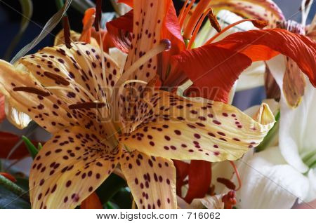 Düşmüş Lily
