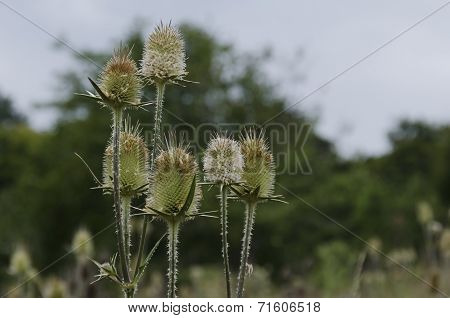Bur and blossom of teasel comb (Dispacus sylvestris)
