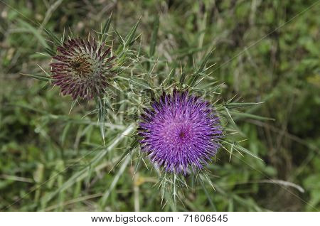 Closeup of a white thorn (Silybum marianum)