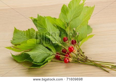 Stone Bramble