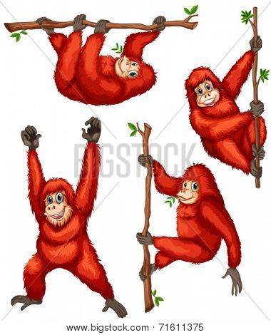 Illustration of orangutan hanging on vines