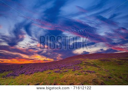 Colorful Hill Slope Covered By Violet Heather Flowers.
