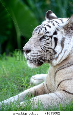 White Tiger