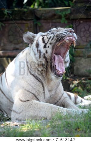 White Tiger