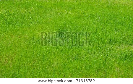 Green Background