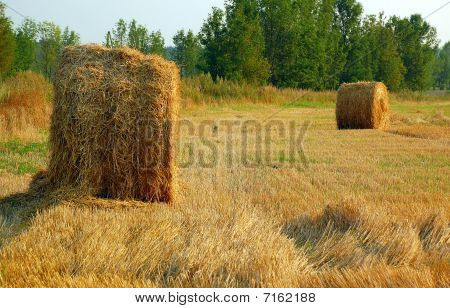8 월 haymaking