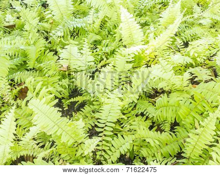 Fishbone Fern