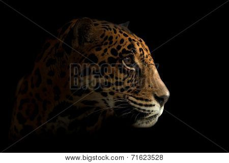 Jaguar ( Panthera Onca ) In The Dark