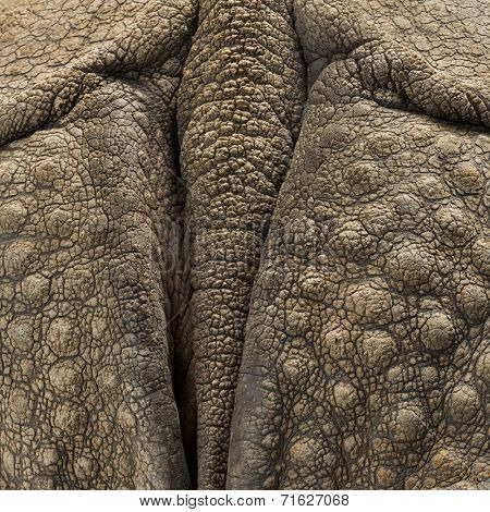 Close-up on Indian rhinoceros skin