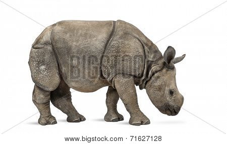 Young Indian one-horned rhinoceros (8 months old)