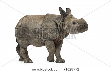 Young Indian one-horned rhinoceros (8 months old)
