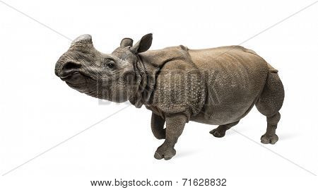 Indian one-horned rhinoceros