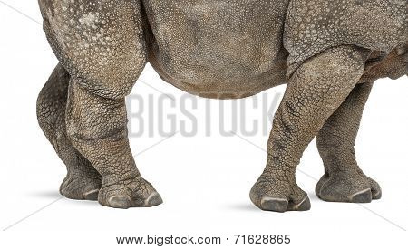 Young Indian one-horned rhinoceros (8 months old)