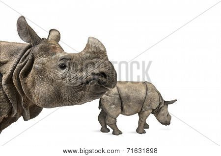 Mummy Indian rhinoceros and her baby