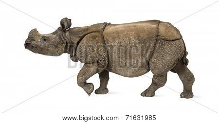 Indian one-horned rhinoceros