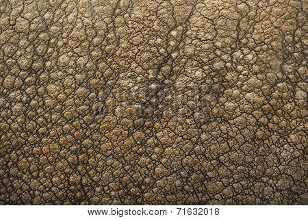 Close-up on Indian rhinoceros skin