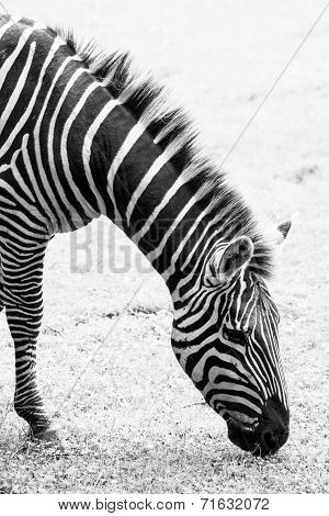 Black And White Photo Of Zebra