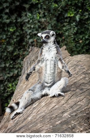 Ring-tailed Lemur (lemur Catta) Is Heated