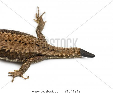 Top view of a Wall lizard with its tail cut