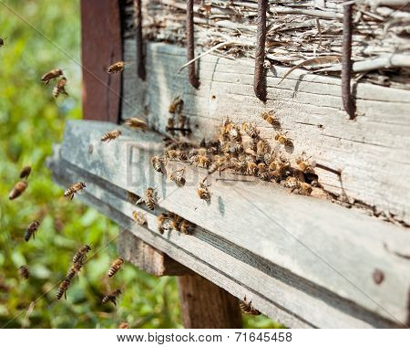 Honey bees swarming and flying around their beehive