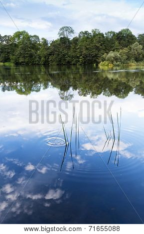 Summer Landscape