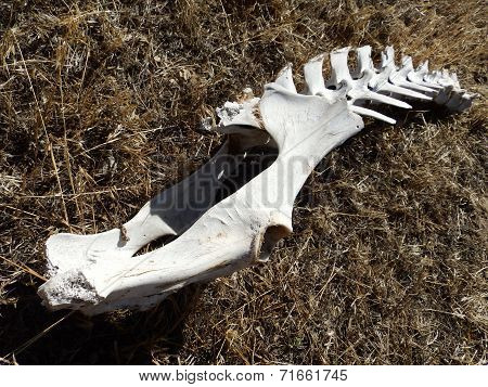 Deer Spines