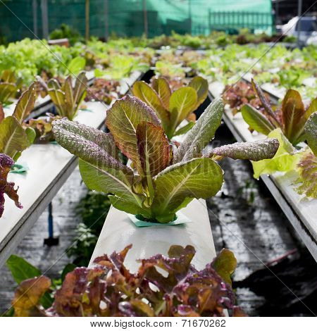 Organic Hydroponic Vegetable Cultivation Farm - Close Up.